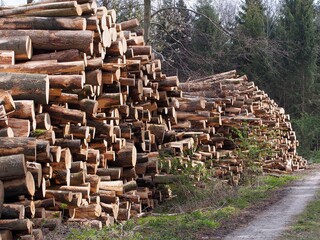 Klimawandel - kaputte Bäume lagern im Wald