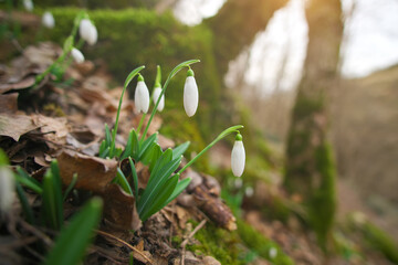 Snowfrop in forest.