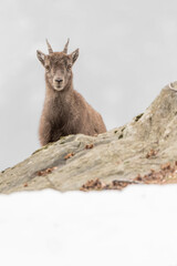Portrait of young ibex on the rock (Capra ibex)