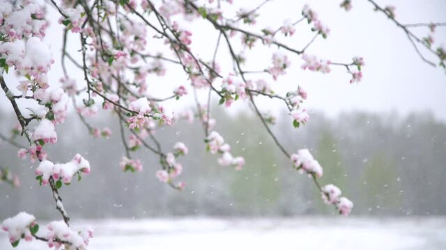 Apple tree blossoms covered in snow during unexpected snowfall in spring. Blooming flowers freezing under white snow in the garden.