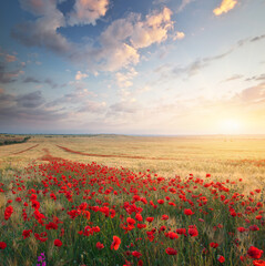 Meadow of wheat and poppy.