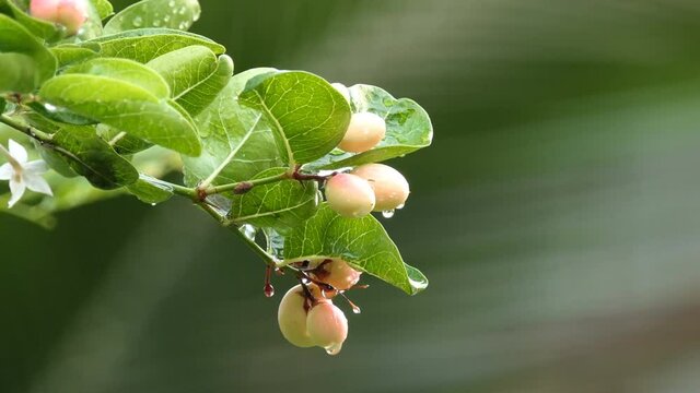 Carunda or Karonda Fruit on tree for good health