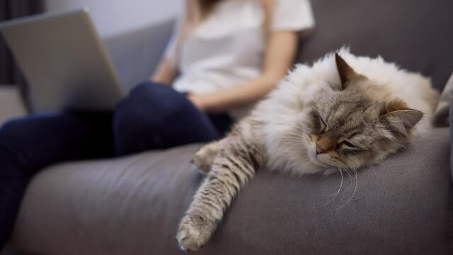 Fluffy cat sleeping on a couch while owner working on laptop on background