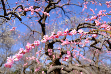 【東京】府中市郷土の森博物館の梅（春）