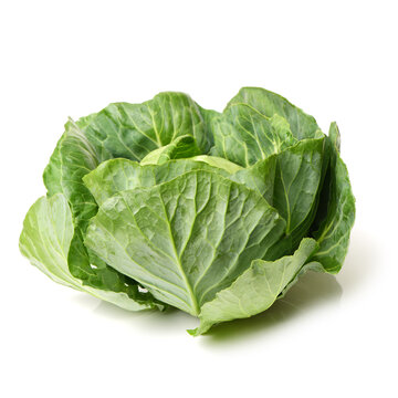 cabbage on white background