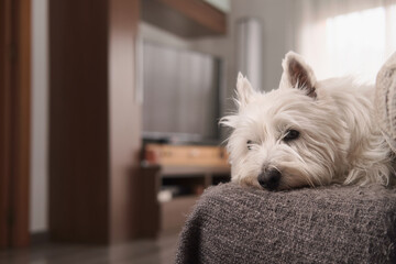 Portrait of West Highland White Terrier dog breed. The puppy lies on a gray sofa in the living room. Ears pricked and looking directly at the camera.