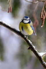 Blue tit
