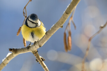 Blue tit