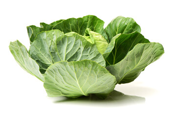 Obraz premium cabbage on white background