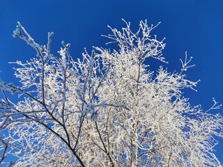 birch in frost