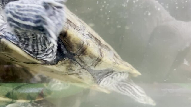 A cute little turtle that is swimming Beautiful colors and patterns 