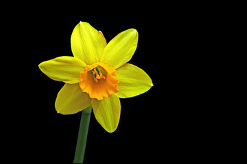 Fototapeta premium Yellow Daffodil - Easter bell - Narcissus with black background