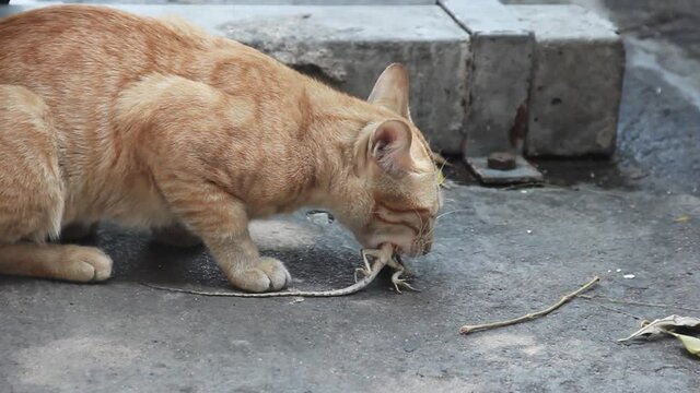 Feral cat caught a lizard and eats with appetite. Cat lovers should not forget that cats are ruthless predators, and not turn them into cute fun
