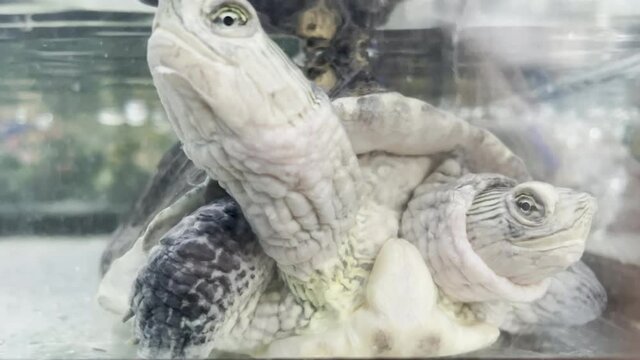 Two-headed little turtle exotic animal cute Beautiful colors and patterns Raising his head 4k hd
