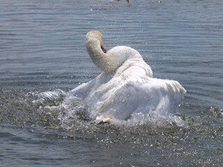 Łabędź w jeziorze © Jacek