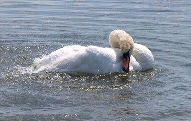 Łabędź w jeziorze © Jacek