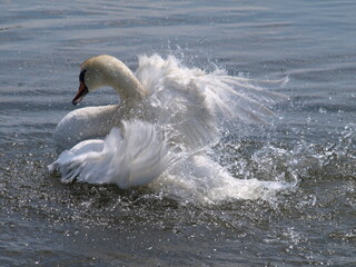 Łabędź w jeziorze © Jacek
