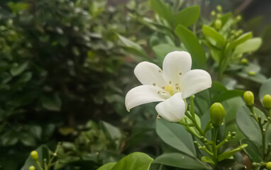 white flowers in the garden