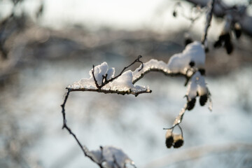 wintermemories