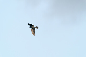 A crow flies in the blue gray cloudy sky above the treetops in winter