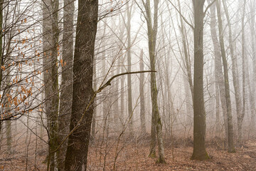 Foggy morning in the forest with trees without leaves