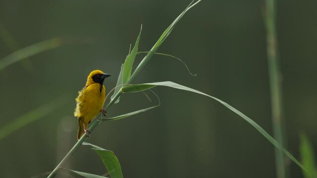 Village Weaver Bird