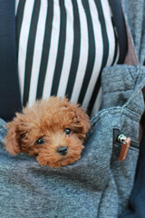 お出かけするプードル