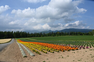 field of tulips