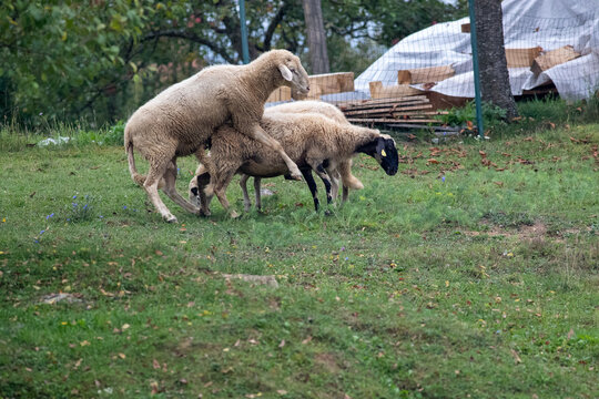 Closeup Of Mating Sheep, Sheep Reproduction On The Farm