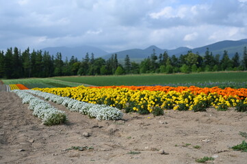 field of tulips