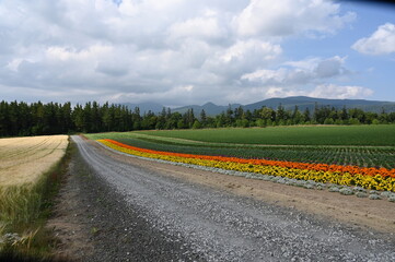 road in the field　with flower