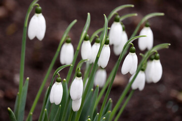 Snowdrops blooming in the forest. First spring flowers close up