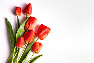 Fototapeta premium bunch of red tulips isolated on white