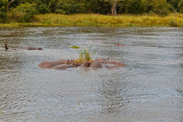 Hippos lying together in the Nile