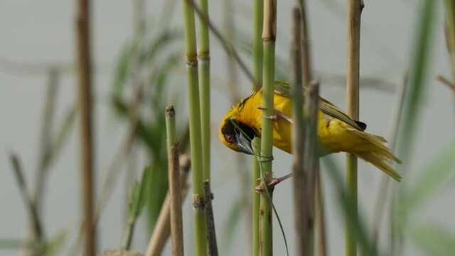 Village Weaver Bird