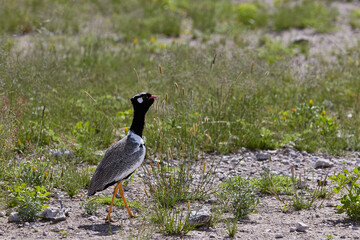 Northern black korhaan walking over the grass