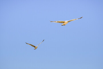 Two great white seagulls flies in clear sky, freedom in wildlife. Birds soars in blue sky. Close-up. Selective focus. Copy space.