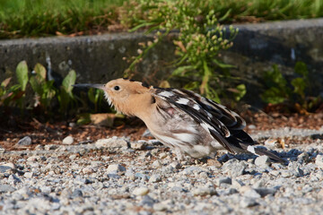 Wiedehopf bei der Futtersuche auf einem Parkplatz	
im Herbst