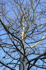 Tall unusual branched plane tree without foliage against clear blue sky in park. Bottom view. Selective focus. Vertical photo.