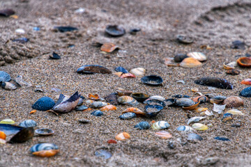 Shells on the beach