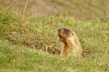 The steppe marmot screams about danger, half leaning out of the hole on a summer day. Bobak marmot, side view, close-up.