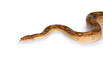 Obraz premium Adult T+ albino Boa Constrictor aka Boa Imperator snake, moving over white surface, tongue out.