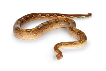Full body shot of adult T+ albino Boa Constrictor aka Boa Imperator snake, showing all markings. Isolated on white background.