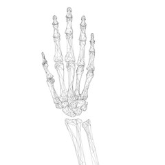 Wire-frame skeleton of human hand isolated on white background. 3D. Vector illustration