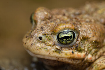 male Natterjack toad (Epidalea calamita)