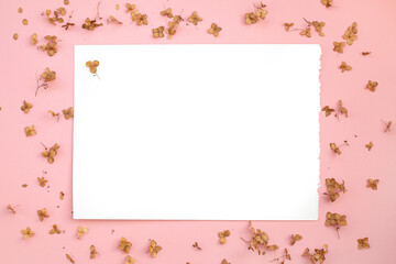 Abstract pink background with dried chrysanthemum flowers. In the center of the composition is a white sheet. Abstract minimalistic composition for florist design