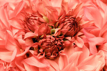 Macro coral chrysanthemum buds, floral abstract background. Close-up, floral pastel background, soft focus.