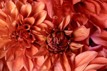 Pastel, peach, coral chrysanthemum petals macro, floral abstract background. Close-up, floral background, soft focus.