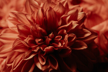 Macro photography of a dark red chrysanthemum. Delicate petals in selective focus. Background of chrysanthemums. Concept of tenderness and fragility for the mother