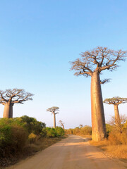 Fototapeta na wymiar Baobab trees and clear blue sky at the avenue of the baobabs in Morondava　(Madagascar)